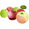 Apples are red and green. Ripe and unripe. Fruits. Vector illustration. Isolated objects.