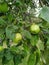 Apples ripen on the apple tree. Green and red apples with raindrops on a branch of apple tree