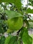 Apples ripen on the apple tree. Green and red apples with raindrops on a branch of apple tree