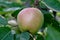 Apples ripen on a branch