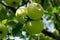 Apples ripen on a branch