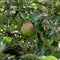 Apples ripen on a branch