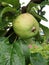 Apples ripen on the branch of the apple tree. Apples ripen on the apple tree. Green and red apples with raindrops on a branch of a