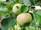 Apples ripen on the branch of the apple tree. Apples ripen on the apple tree. Green and red apples with raindrops on a branch of a