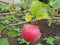 Apples ripen on the branch of the apple tree. Apples ripen on the apple tree. Green and red apples with raindrops on a branch of a