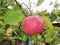 Apples ripen on the branch of the apple tree. Apples ripen on the apple tree. Green and red apples with raindrops on a branch of a