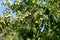 Apples ripen on the tree.