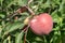 Apples ripen on tree branches in the garden.