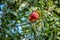 Apples ripened on a tree