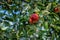 Apples ripened on a tree