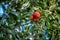 Apples ripened on a tree