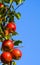 Apples ripening on an apple tree