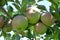 Apples Ripening on the Tree