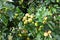 Apples ripening on tree