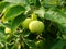 Apples ripening on the tree