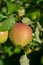 Apples riping on apple tree with rain grops, close up, new harvest