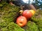 Apples at the Ruins