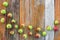 Apples on rustic wooden background with copy space