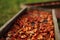 Apples slices are dried on a wooden tray in a summer garden