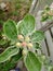 apples. Spring. the beginning of flowering. the buds.