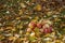 Apples stacked in a pile on the ground in the garden