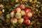 Apples stacked in a pile on the ground in the garden