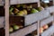 Apples stored in wooden drawers in rural Somerset, near Bradford on Avon. The apples are used to make cider. Photographed in autum