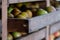 Apples stored in wooden drawers in rural Somerset, near Bradford on Avon. The apples are used to make cider. Photographed in autum