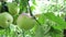 Apples On The Tree. Branch With Apples On The Tree. Four Apples On Branches. Close view of apple fruits