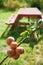 Apples on tree Garden Sunlight Red wooden table bench