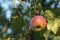 Apples on a tree among green leaves in autumn