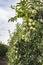 Apples tree in the orchard