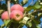 Apples in tree, orchard branch paula red