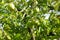 Apples on the tree which have easily rotted due to maggots