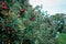 Apples trees with ripe fruit ready to pick in Michigan