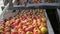 Apples are washed and travel up a conveyor belt in a tasmanian apple packing shed