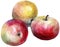 Apples , watercolor