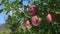 Apples weigh on tree at farm