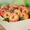 Apples in a wooden box during harvest in autumn