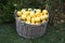 Apples yellow in a wicker basket on a background of green bushes and grass. Food, fruits, agriculture