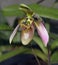 Appleton\'s Paphiopedilum Slipper Orchid