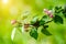 Appletree blossom branch in the garde