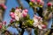 Appletree branch blooming petal blue sky sunny day