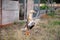 Appleyard Duck Flapping Wings while standing on lawn