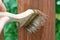 Applying protective varnish/paint to a wooden fence