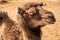 Approach of the head of a camel. Huge lashes in the brown eyes of a young dromedary
