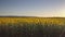 Approach the Sunflower Field early in the morning at sunrise. Wonderful panoramic view