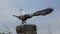 Approach to a bald eagle starting to fly from a stone with blue sky in the background