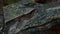 Approach to the eye of the Narrow-snouted Spectacled Caiman in Ecuadorian amazon. Common names: Caiman de anteojos.