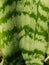 approach to a green maguey leaf